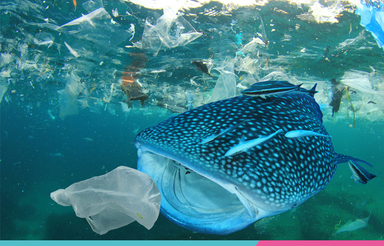 塑料水杯未來的發(fā)展方向